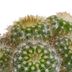 Cactus mix 5x (5.5cm pot) in white pot Bild 5