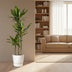 Dracaena Cintho – Dekorative Grünpflanze, 160 cm Höhe, Topfdurchmesser 24 cm Bild 3