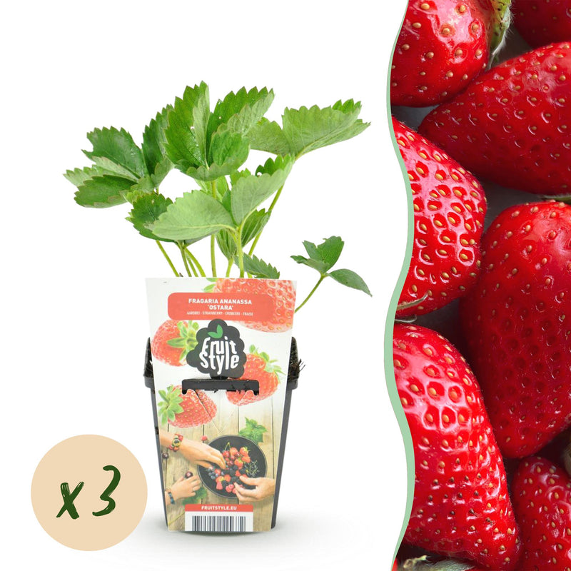 GreenboutiQ Erdbeerpflanze Fragaria Elsanta, 3 Stück, Winterhart