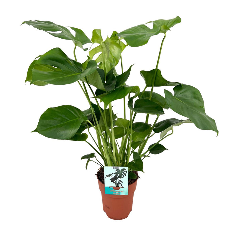 Monstera Deliciosa Fensterblatt Zimmerpflanze, 60 cm hoch