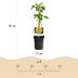 GreenboutiQ Kletterrose 'Spring Queen' - 2 Pflanzen, Gelb, Pflegeleicht Bild 3