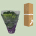 Endlose Hortensie 'Wit' - Ø14cm - ↕35cm, Blühende Zimmerpflanze Bild 5