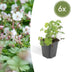 6x Geranium cantabrigiense 'Biokovo' Bodendecker, 10-25cm, Ø9cm Bild 1