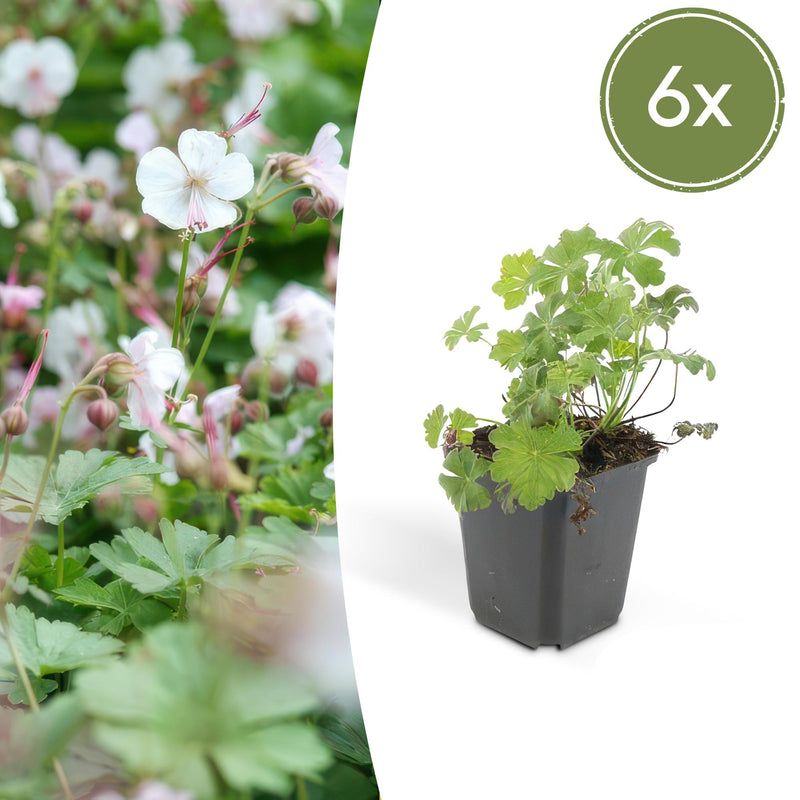 6x Geranium cantabrigiense 'Biokovo' Bodendecker, 10-25cm, Ø9cm