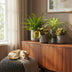 Green boutiQ: 4 Haustierfreundliche Zimmerpflanzen Mix (Topf 12cm, H 25cm) Bild 7