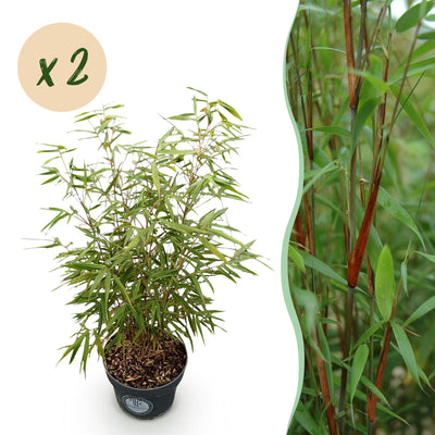 Fargesia Asian Wonder Bambus: 2x nicht-ausläufernd, 80cm, Topf 23cm