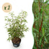 Fargesia Asian Wonder Bambus: 2x nicht-ausläufernd, 80cm, Topf 23cm Bild 1