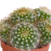10x Cactus Mix 5.5 cm - Variety from the Grower Bild 6