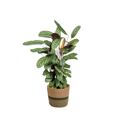 Calathea Oppenheimiana mit Korb Ø24cm - ↕80 - 100cm