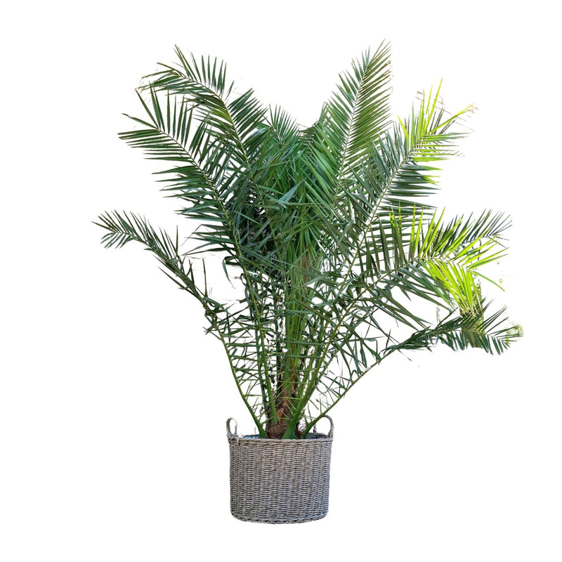 Dracaena surculosa