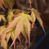 Acer palmatum Katsura: 3x Orange Zwerg-Ahorn, pflegeleicht, 35cm Bild 4