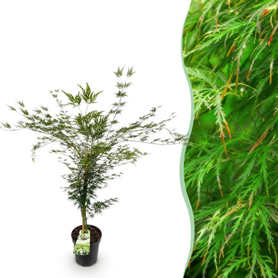 Japanischer Ahorn 'Emerald Lace' – Acer palmatum, 90cm