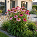 Green boutiQ - Staude - Echinacea purp. Magnus - Sonnenhut - Bienen- und Schmetterlingsanzieher - Rosa - 12 Pflanzen - Topf 11cm - Höhe 15-25cm Bild 6