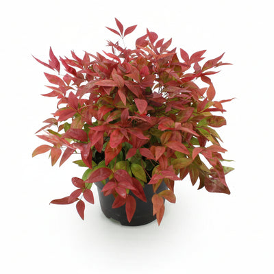 Nandina Blush Pink (Dunkelrosa) - Immergrün, pflegeleicht, 40cm, Topf 17cm