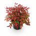 Nandina Blush Pink (Dunkelrosa) - Immergrün, pflegeleicht, 40cm, Topf 17cm Bild 2