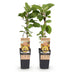 Green boutiQ - Obst Pflanze - Actinidia deliciosa Golden Kiwi - Kiwi Pflanze - Weiblich - Gelbe Frucht - 2 Pflanzen - Topf 15cm - Höhe 50cm Bild 2