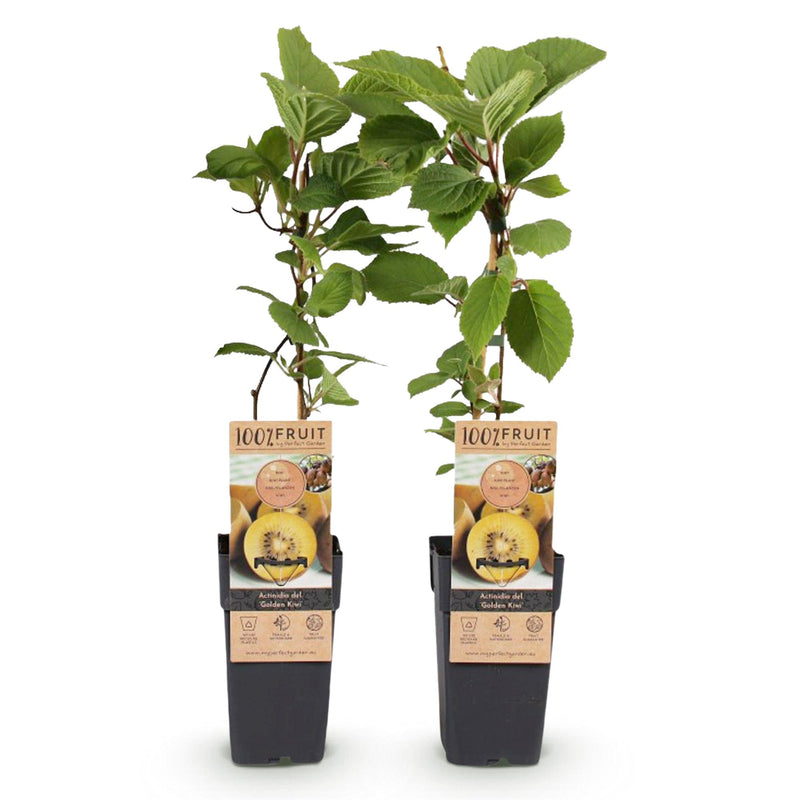 Green boutiQ - Fruit Plant - Actinidia deliciosa Golden Kiwi - Kiwi Plant - Female - Yellow Fruit - 2 Plants - 15cm Pot - 50cm Height