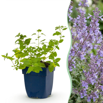 Stauden - Nepeta faassenii Walker's Low - Katzenminze - Bienen- und Schmetterlingsmagneten - Blau - 6 Pflanzen - Topf 11cm - Höhe 15-25cm