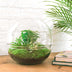 Bottle Garden Dome XL 30cm DIY Set with Accessories Bild 2