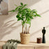 Pachira Aquatica Multi-stem Money Tree (Pot 17cm, 50-55cm) with Basket Bild 5