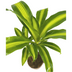 Dracaena Fragrans Massangeana Ø17cm - ↕60 - 80cm Bild 3