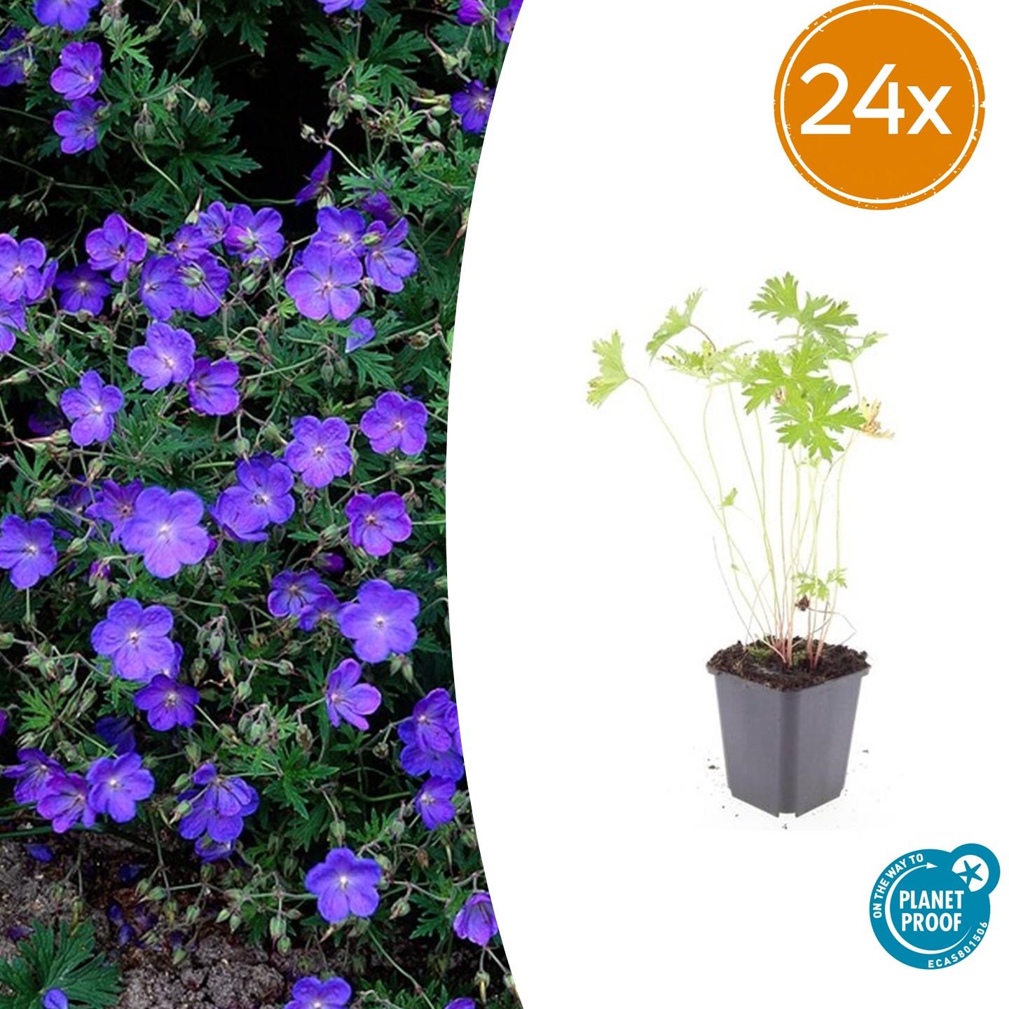 24x Geranium 'Johnson's Blue' - ↕10-25cm - Ø9cm