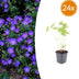 24x Geranium 'Johnson's Blue' Staude, 10-25cm, Ø9cm Bild 1