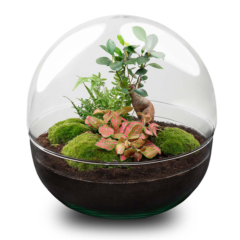 Bottle Garden Dome XL: Ficus Ginseng Bonsai DIY Kit, 30cm