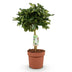 Green boutiQ - Zimmerpflanzen - Schefflera Gold Capelle - Fingerbaum - Wenig Pflege - Grün - Gold - 1 Pflanze - Topf 21cm - Höhe 70-81cm Bild 2
