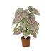 Künstliche Caladium Pflanze grün/pink, 57cm Bild 1