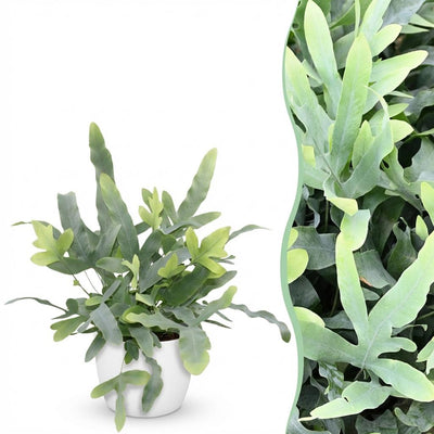 Phlebodium aureum Blue Star: Blaugrüner Farn im 12cm Topf