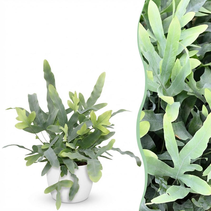 Phlebodium aureum Blue Star: Blaugrüner Farn im 12cm Topf