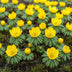 GreenboutiQ Eranthis Cilicica Blumenzwiebeln: Gelbe Frühblüher, 25 Stück Bild 3