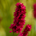 6x Persicaria 'Blackfield' Perennial ↕10-25cm Ø9cm Bild 7