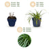 Carex oshimensis Evergreen - Japanisches Sauergras - Topf 11cm Bild 4