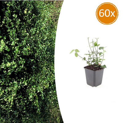 60x Euonymus fortunei 'Coloratus' - Bodendecker, 10-25cm