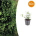 60x Euonymus fortunei 'Coloratus' - Bodendecker, 10-25cm Bild 1