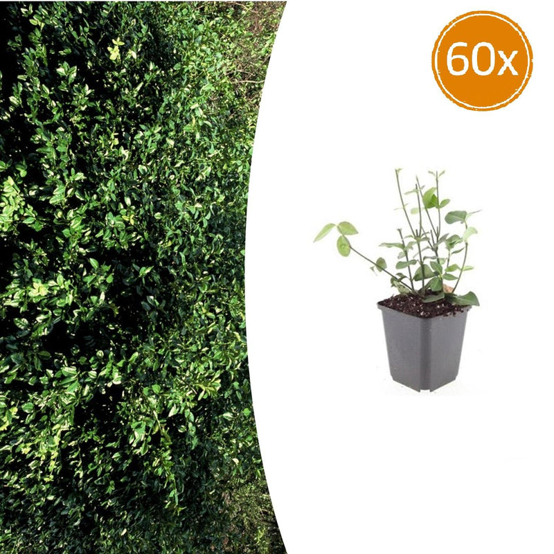 60x Euonymus fortunei 'Coloratus' - Bodendecker, 10-25cm