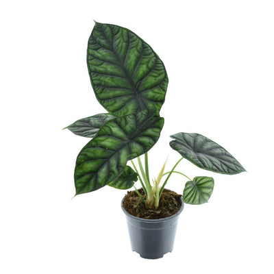 Alocasia Dragon Scale Topfpflanze, Ø14cm, ↕30cm