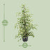 Ficus benjamina 'Twilight' – Elegant Houseplant for Your Home Bild 2