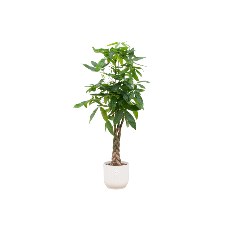 Pachira Aquatica mit elho Topf weiß Ø30 - 160 cm