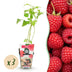 GreenboutiQ Himbeere 'Ottawa' - 3x Winterhart, Rote Früchte im 9cm Topf Bild 1
