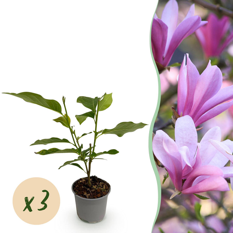 Magnolia Betty: 3 Pflanzen, rosa Blüte, pflegeleicht, 30cm