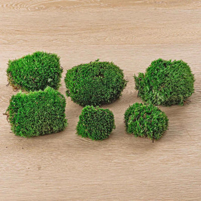 Live Kissenmoos: Premium Frische für Terrarien & Deko (6 Stk.)