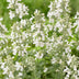 Green boutiQ - Perennial - Nepeta faassenii Snowflake - Cat Mint - Bee and Butterfly Attractors - White - 6 Plants - Pot 11cm - Height 15-25cm Bild 3