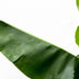Bananenpflanze (Musa) - 200cm Höhe, Ø34cm Topf Bild 2