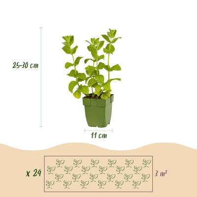 GreenboutiQ Kräutertee Set: 24 Stauden für 3 m², pflegeleicht