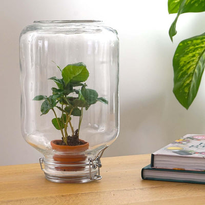 Easyplant Coffea Arabica: Lebende Zimmerpflanze mit minimaler Pflege