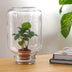 Easyplant Coffea Arabica: Lebende Zimmerpflanze mit minimaler Pflege Bild 2