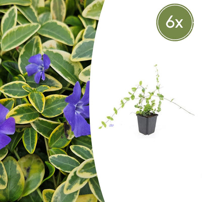 6x Vinca minor 'Blue and Gold' - ↕10-25cm - Ø9cm